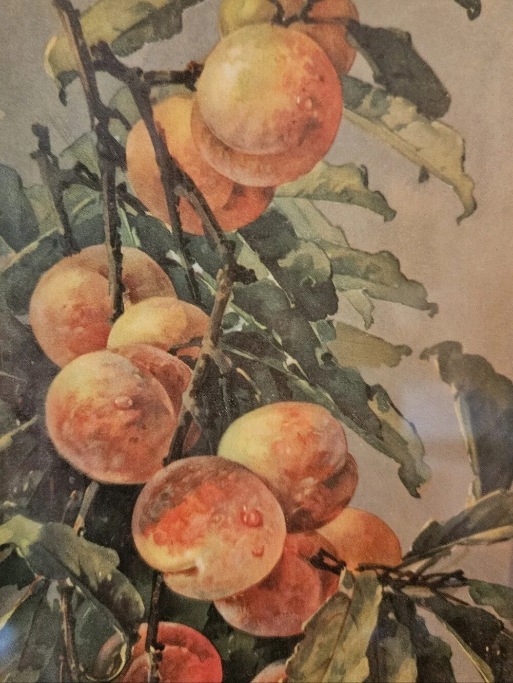 Vintage Turner Mfg Co. Fruit Wall Art – Mid Century Framed Botanical Print –5x14